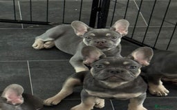 French Bulldog dogs for sale: LAST 2 REMAINING Beautiful French Bulldog Pups in Waltham Cross - Image 27