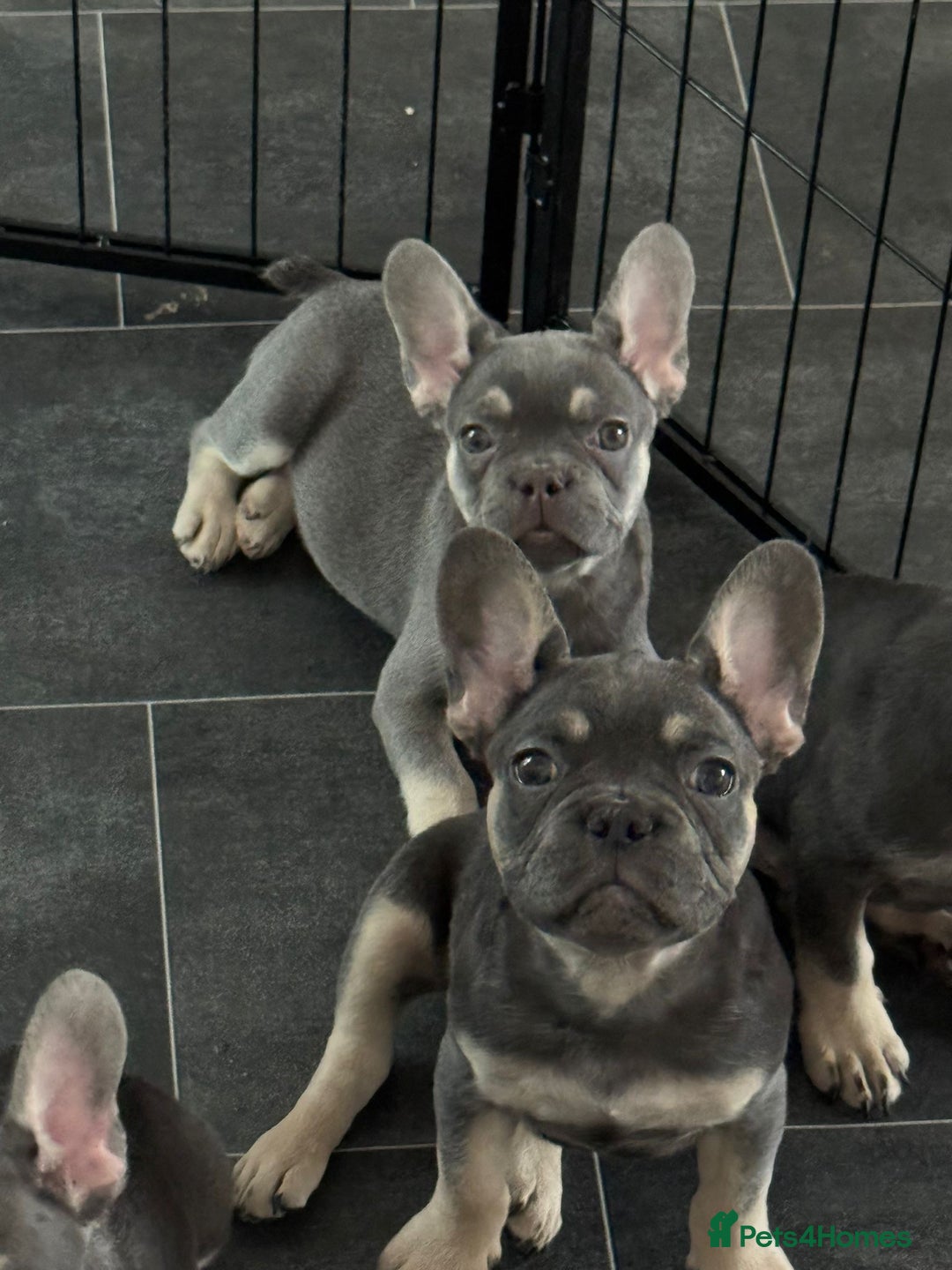 French Bulldog dogs for sale: LAST 2 REMAINING Beautiful French Bulldog Pups in Waltham Cross - Image 27