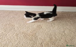 Mixed Breed cats for sale: Adorable Black & White Kittens - Image 9