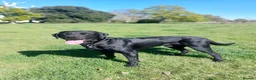 Labrador Retriever dogs for stud: KC registered Labrador retriever  in Chichester - Advert 7