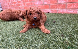 Toy Poodle dogs for sale: Adorable Deep Red Toy Poodle Puppies Available! 🐾 - Image 11