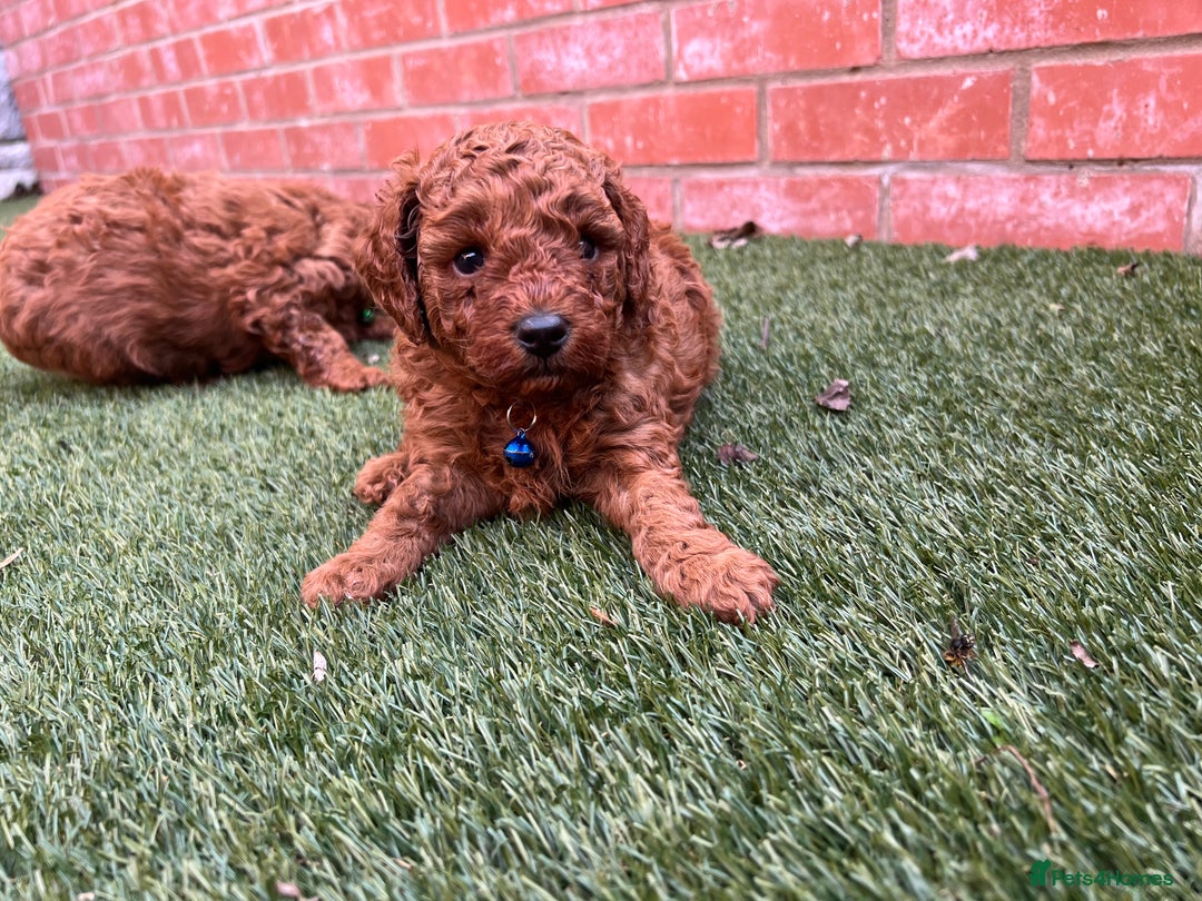 Toy Poodle dogs for sale: Adorable Deep Red Toy Poodle Puppies Available! 🐾 - Image 11