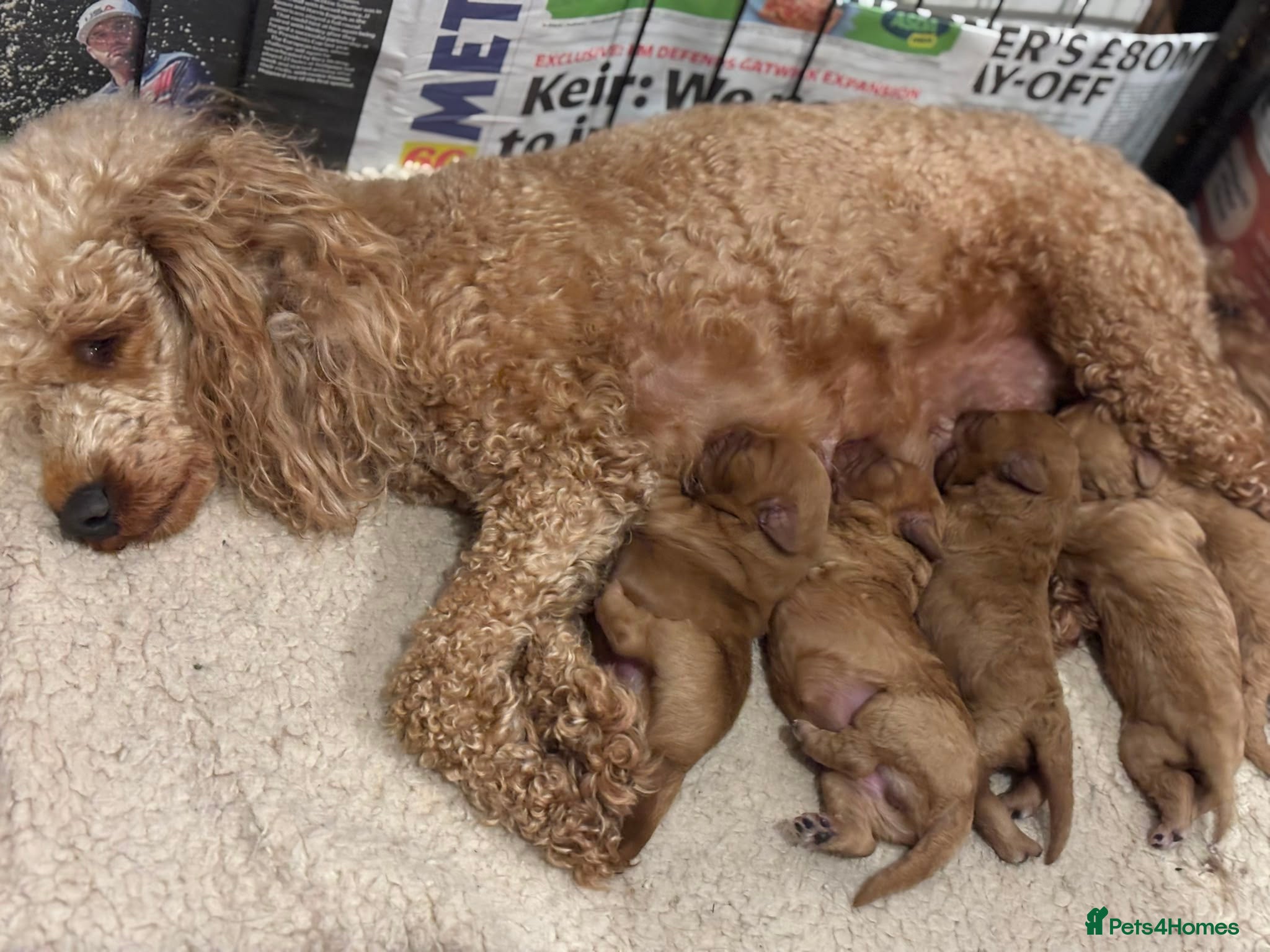 Cavapoo dogs F1 Red Cavapoo Puppies  - Advert 1