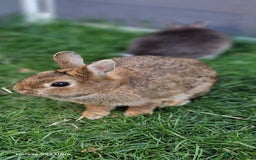 Netherland Dwarf rabbits for sale: Various Netherland Dwarfs available from £20 - Image 6