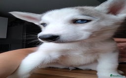 Siberian Husky dogs for sale: Siberian huskys READY NOW 1 boy 1 girl. - Image 30