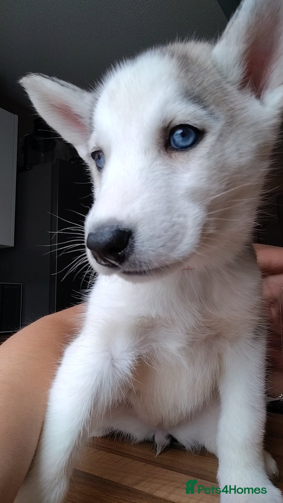 Siberian Husky dogs for sale: Siberian huskys READY NOW 1 boy 1 girl. - Image 30