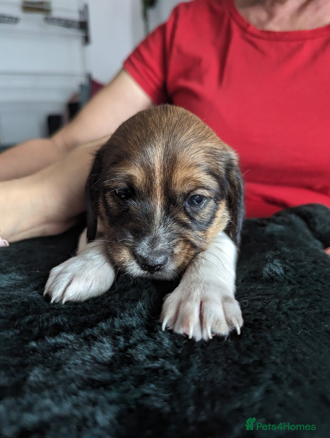 Mixed Breed dogs for sale: Shweenie puppies for sale - Image 18