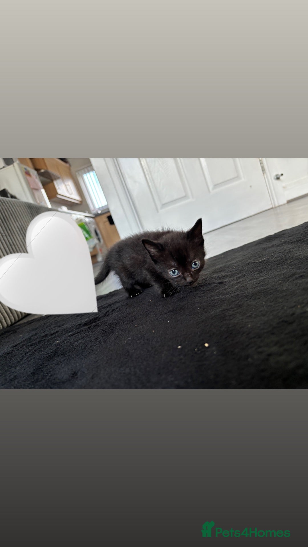 Mixed Breed cats 4 kittens 🏡 - Advert 4