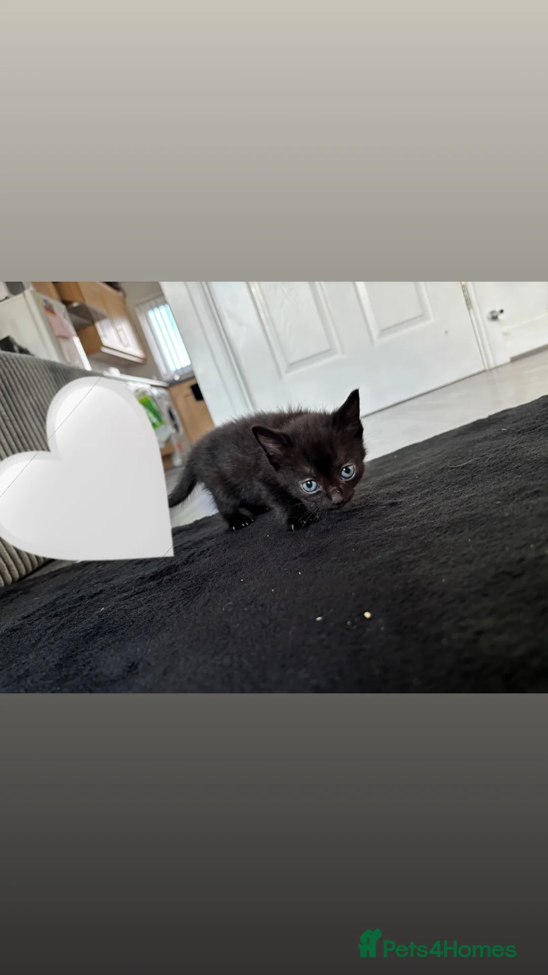 Mixed Breed cats for sale: 4 kittens 🏡 - Advert 1