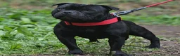 Staffordshire Bull Terrier dogs for sale: Staffordshire bull terrier highest pedigree pups - Advert 23