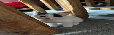 Domestic Shorthair 2