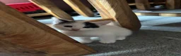 Domestic Shorthair cats for sale: Beautiful black and white fur baby’s  - Advert 4