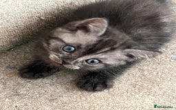 Ragdoll cats for sale: Ragdoll x tabby kittens - Image 10