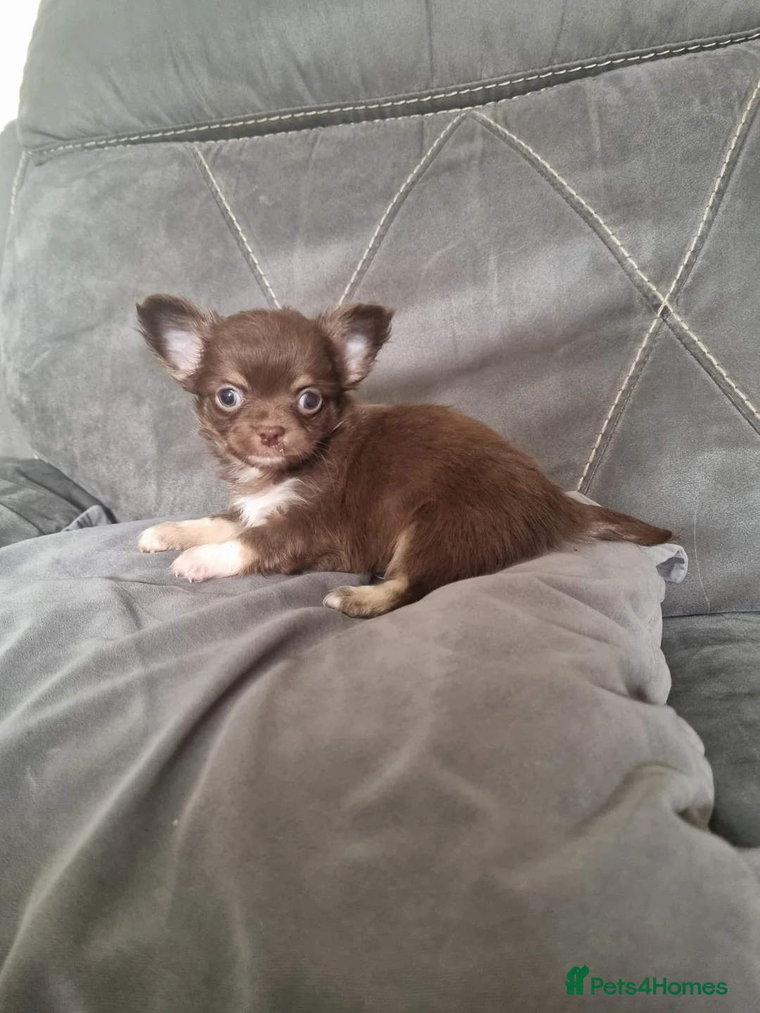 Chihuahua dogs for sale: Longhaired chihuahua puppies  - Advert 9