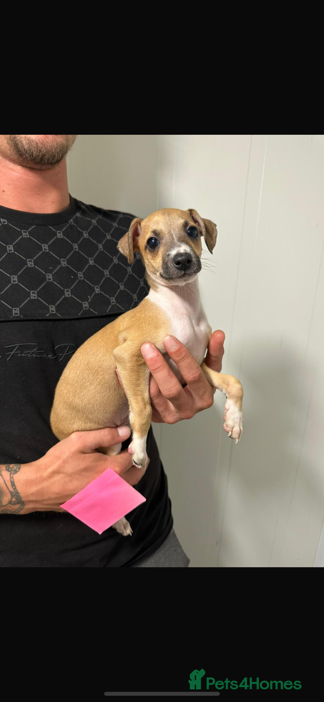 Italian Greyhound dogs for sale: Kc registered Italian greyhound puppies - Image 10