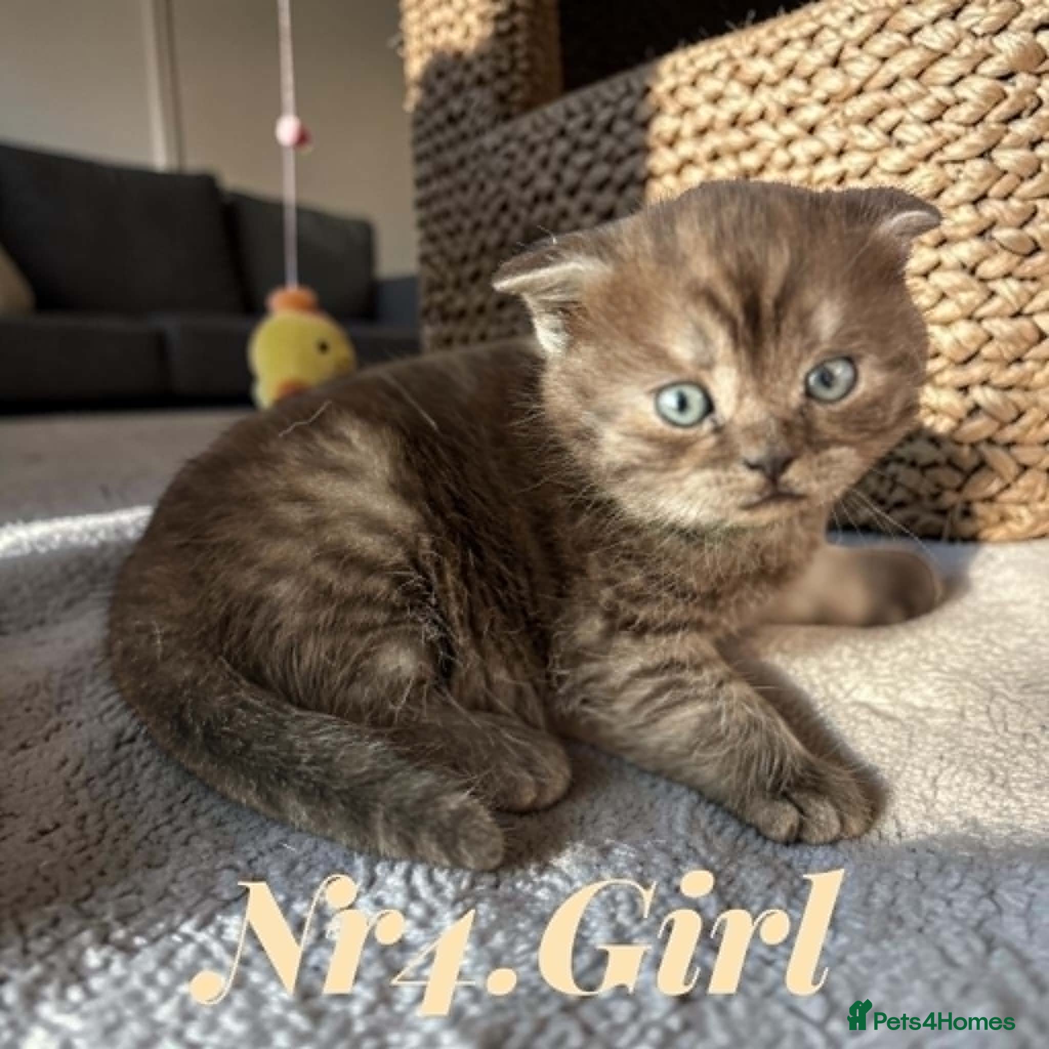 Scottish Fold cats for sale: 6 Pedigree Scottish Fold and Straight Kittens - Advert 32