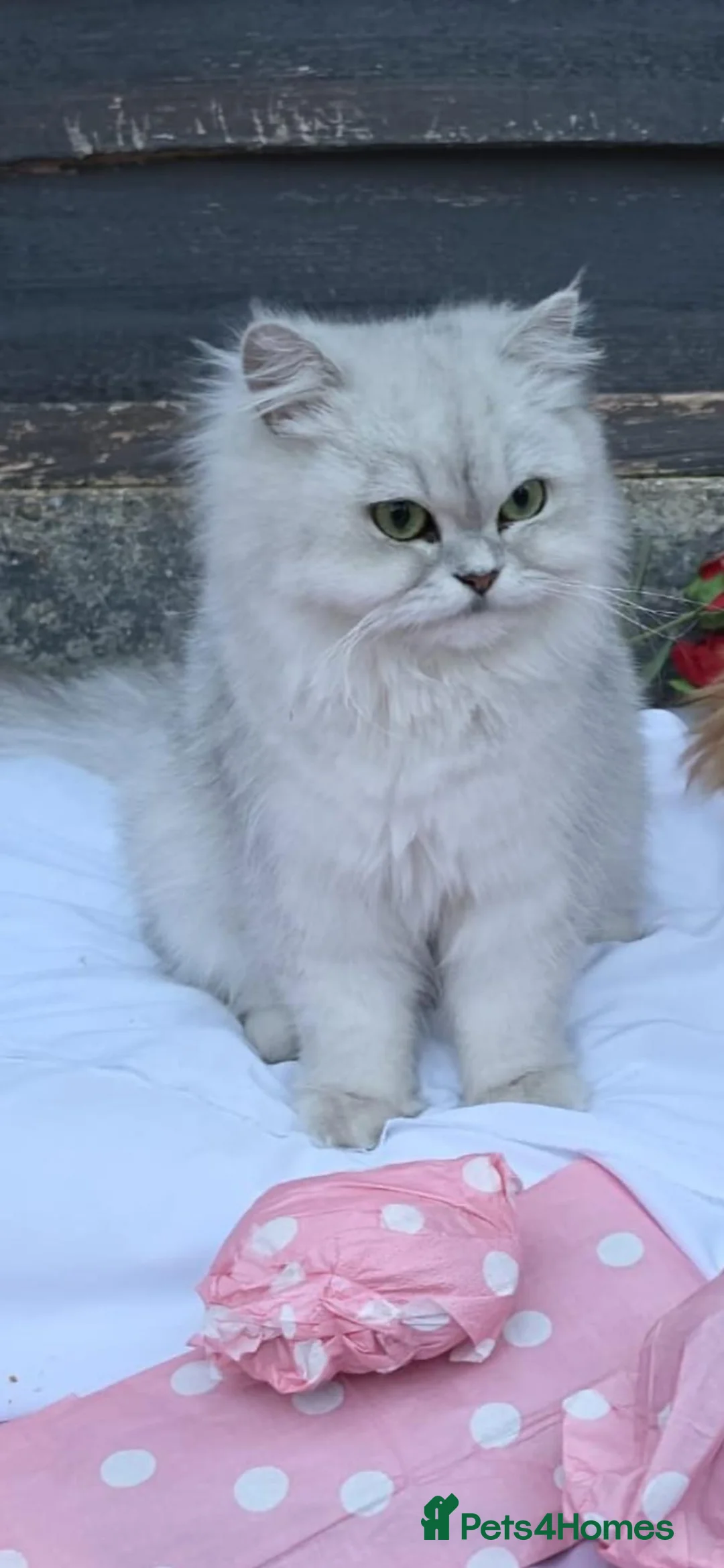 Persian cats for sale: Stunning Persian Kittens 🥰 in Romford - Advert 2