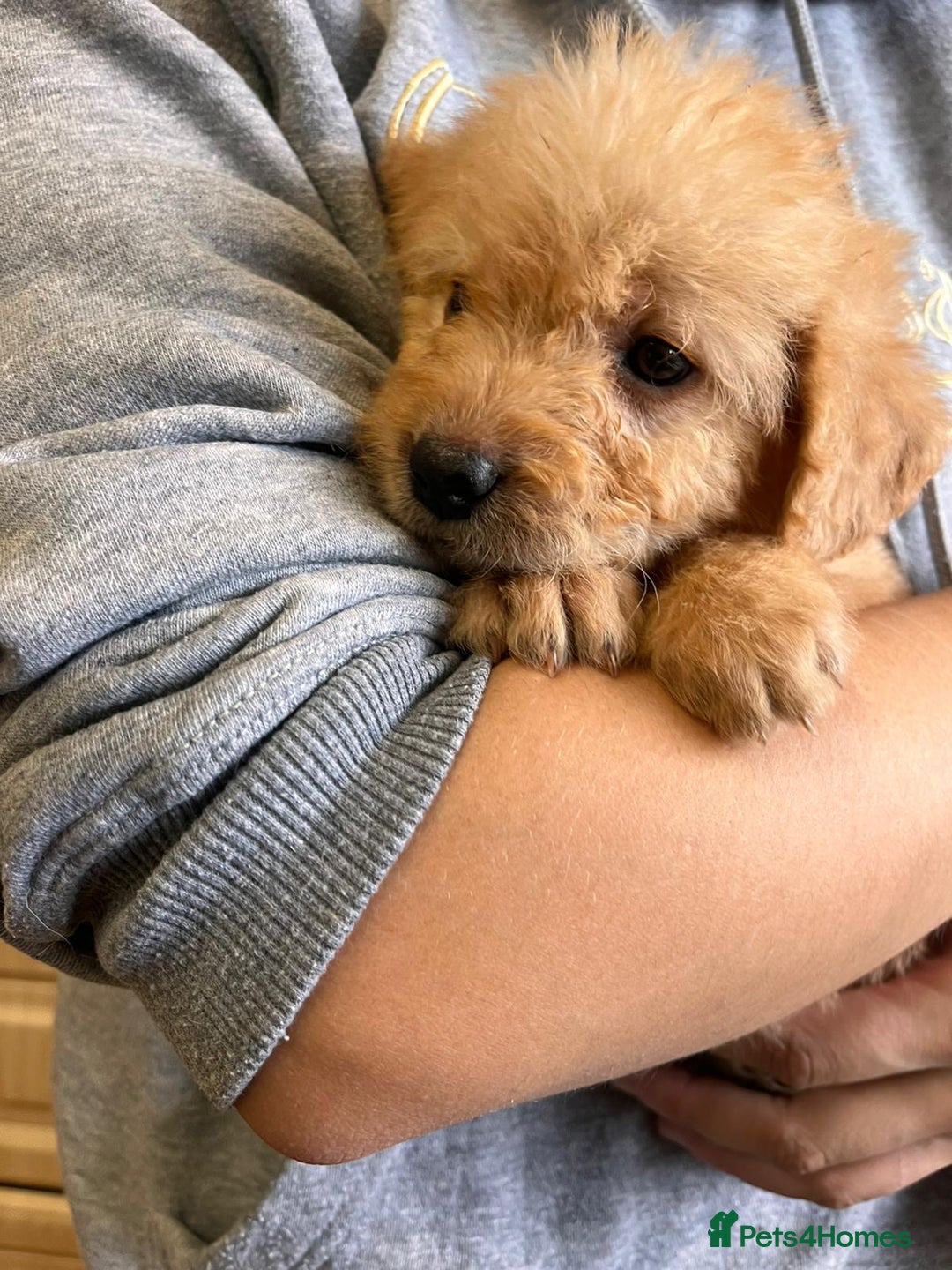 Labradoodle dogs for sale: Gorgeous labradoodle puppies  - Image 7