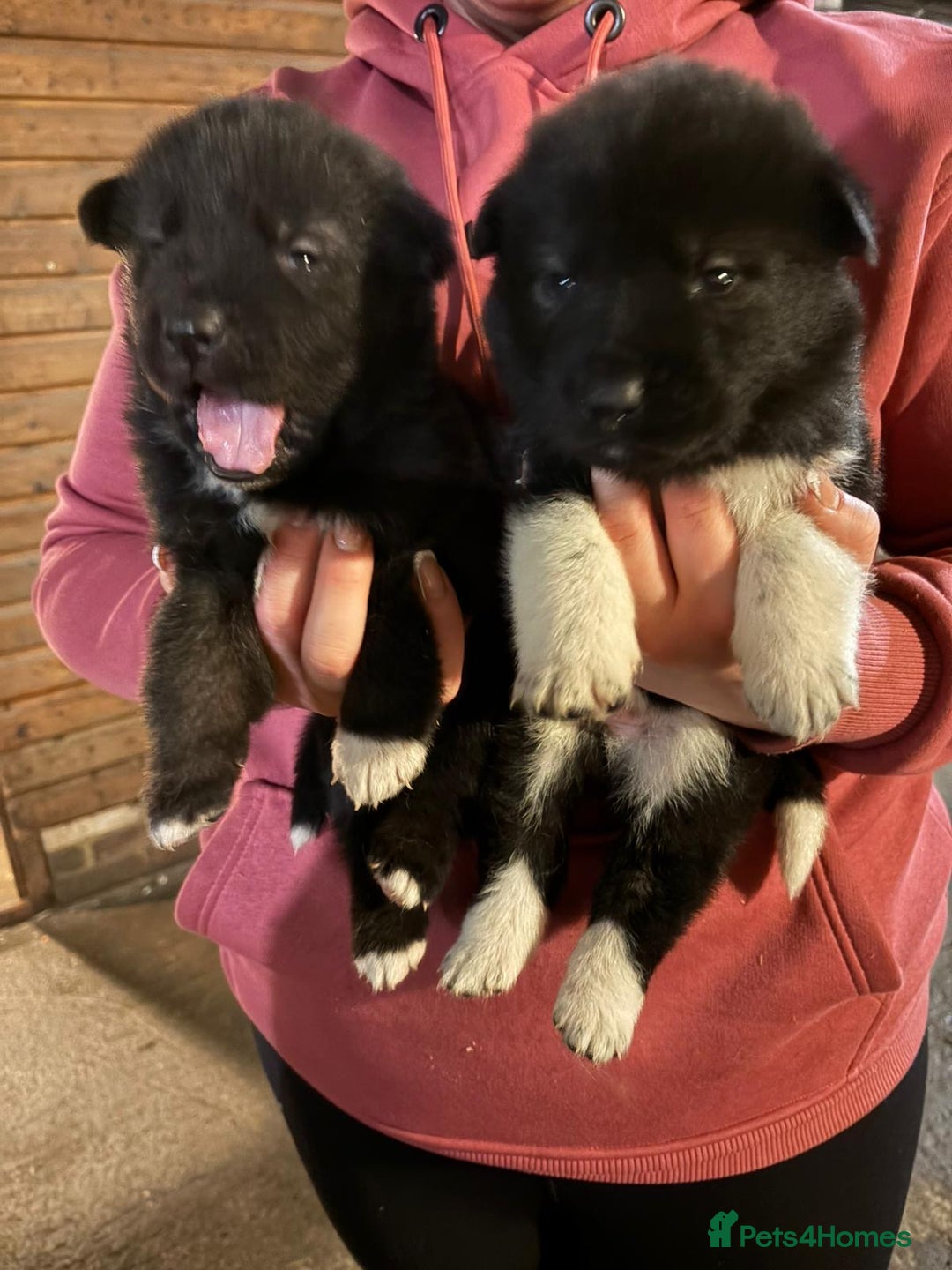 Akita dogs for sale: Beautiful Akita puppies ❤️ - Advert 4
