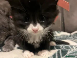 Mixed Breed cats Persian X kittens 🩵🩷 - Advert 20