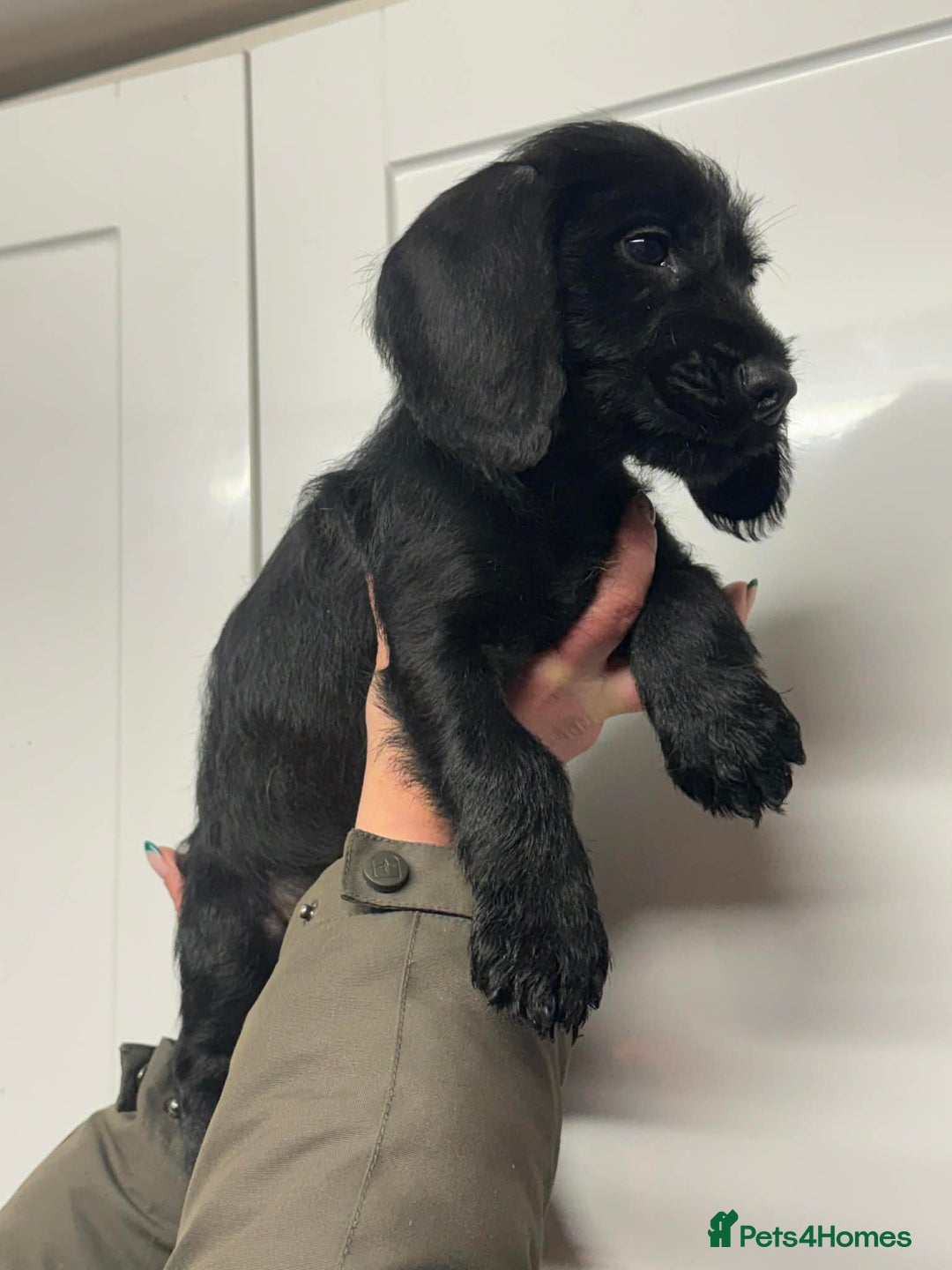 Mixed Breed dogs for sale: Stunning pups looking for new home  - Advert 5