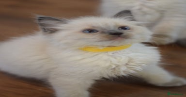 Ragdoll cats - Advert 3