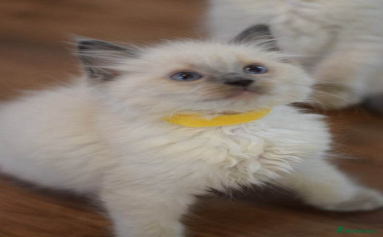 Ragdoll cats - Advert 3