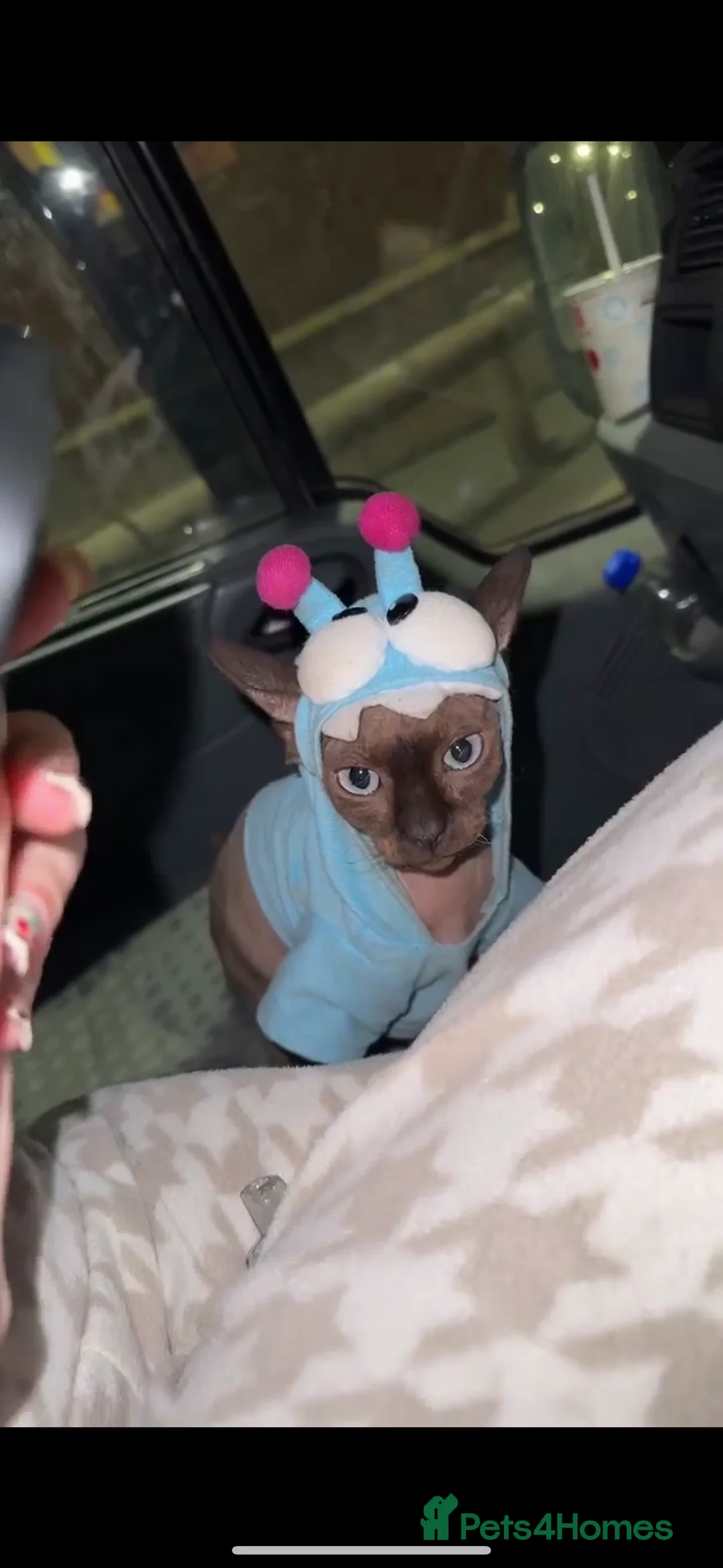 Sphynx cats for sale: Rehoming Dobbie  - Advert 2