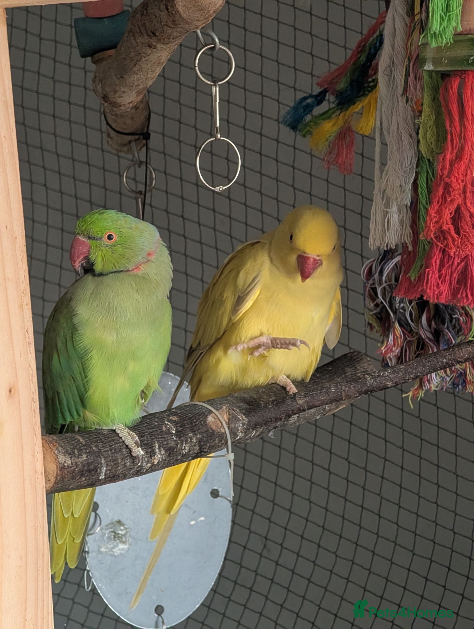 Ringnecks birds BONDED PAR OF RINGNECKS (NON TAME) for re-homing   - Advert 12