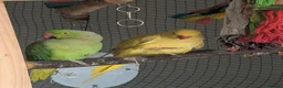Ringnecks birds for sale: BONDED PAR OF RINGNECKS (NON TAME) for re-homing   in Forres - Advert 1