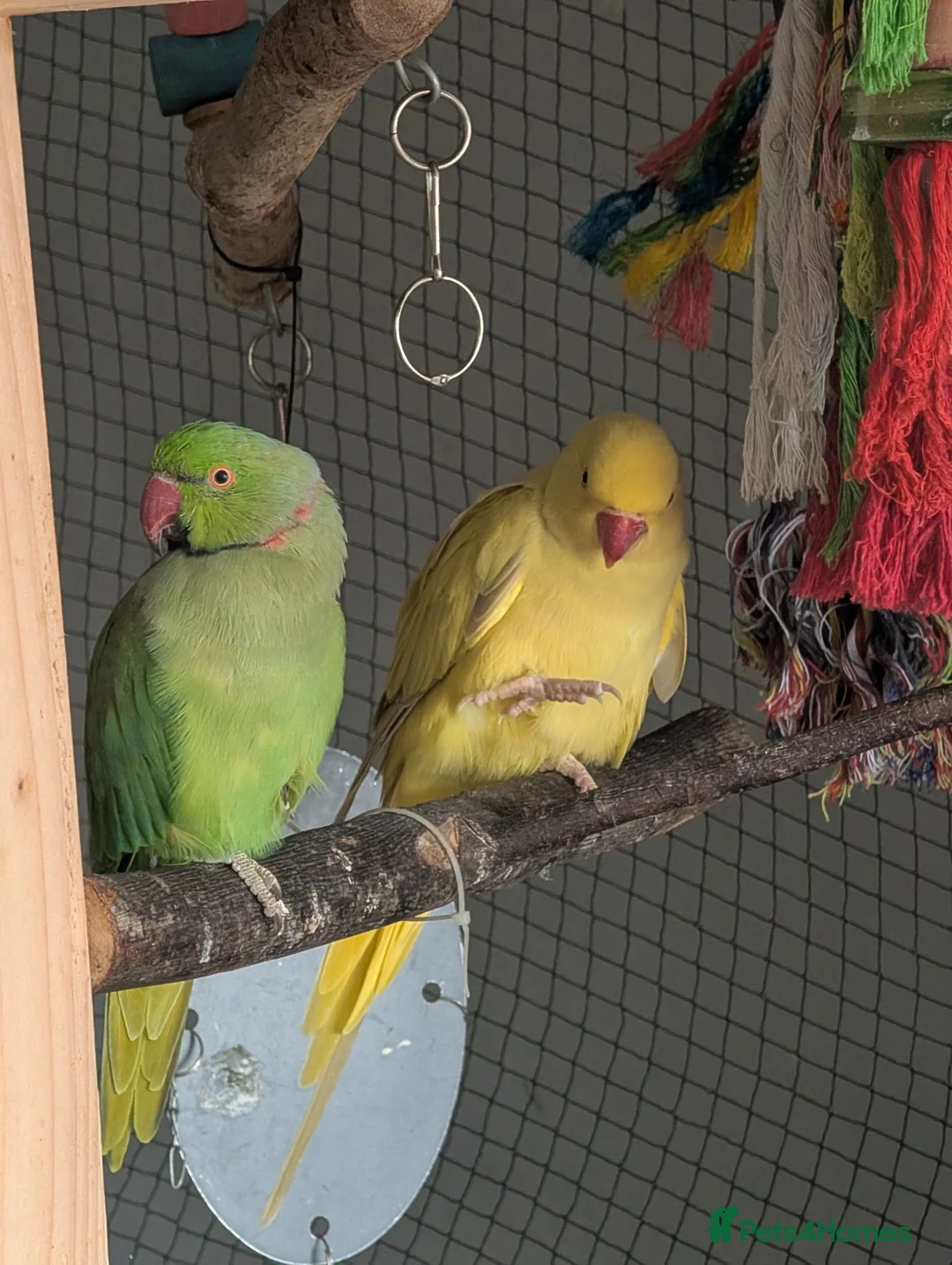 Ringnecks birds for sale: BONDED PAR OF RINGNECKS (NON TAME) for re-homing   in Forres - Advert 1