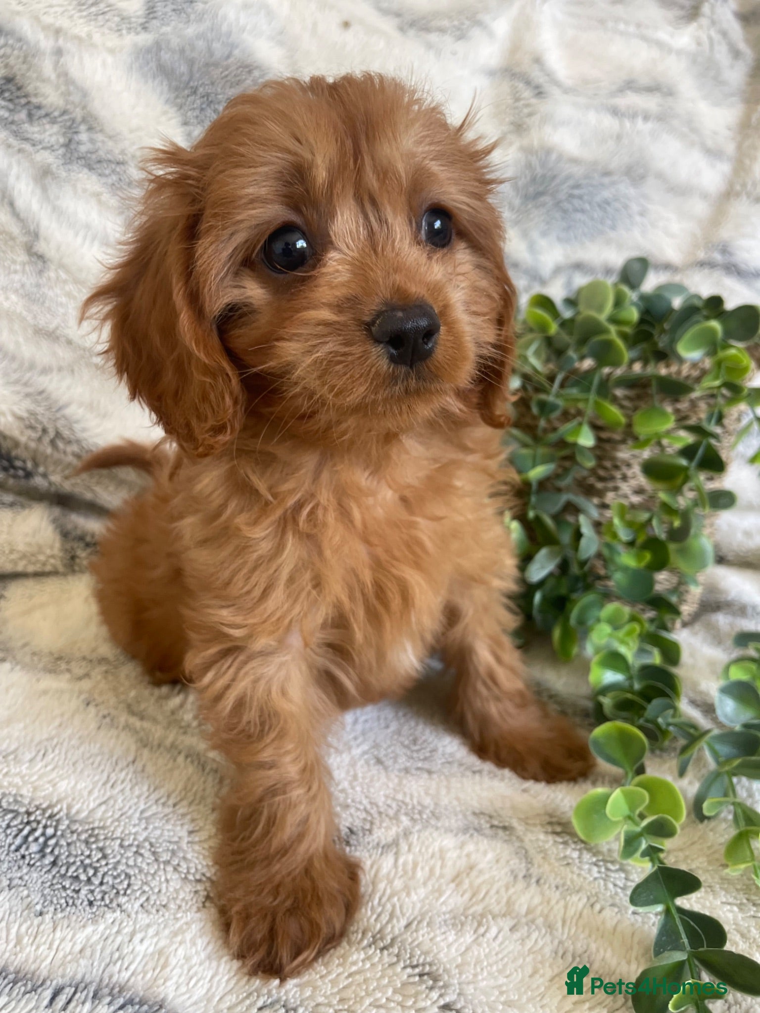 Cavapoo dogs THERAPY RAISED DNA TESTED CAVAPOOS  - Advert 1