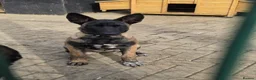 Belgian Shepherd Dog dogs for sale: Belgian shepards manolis  in Waltham Cross - Advert 2