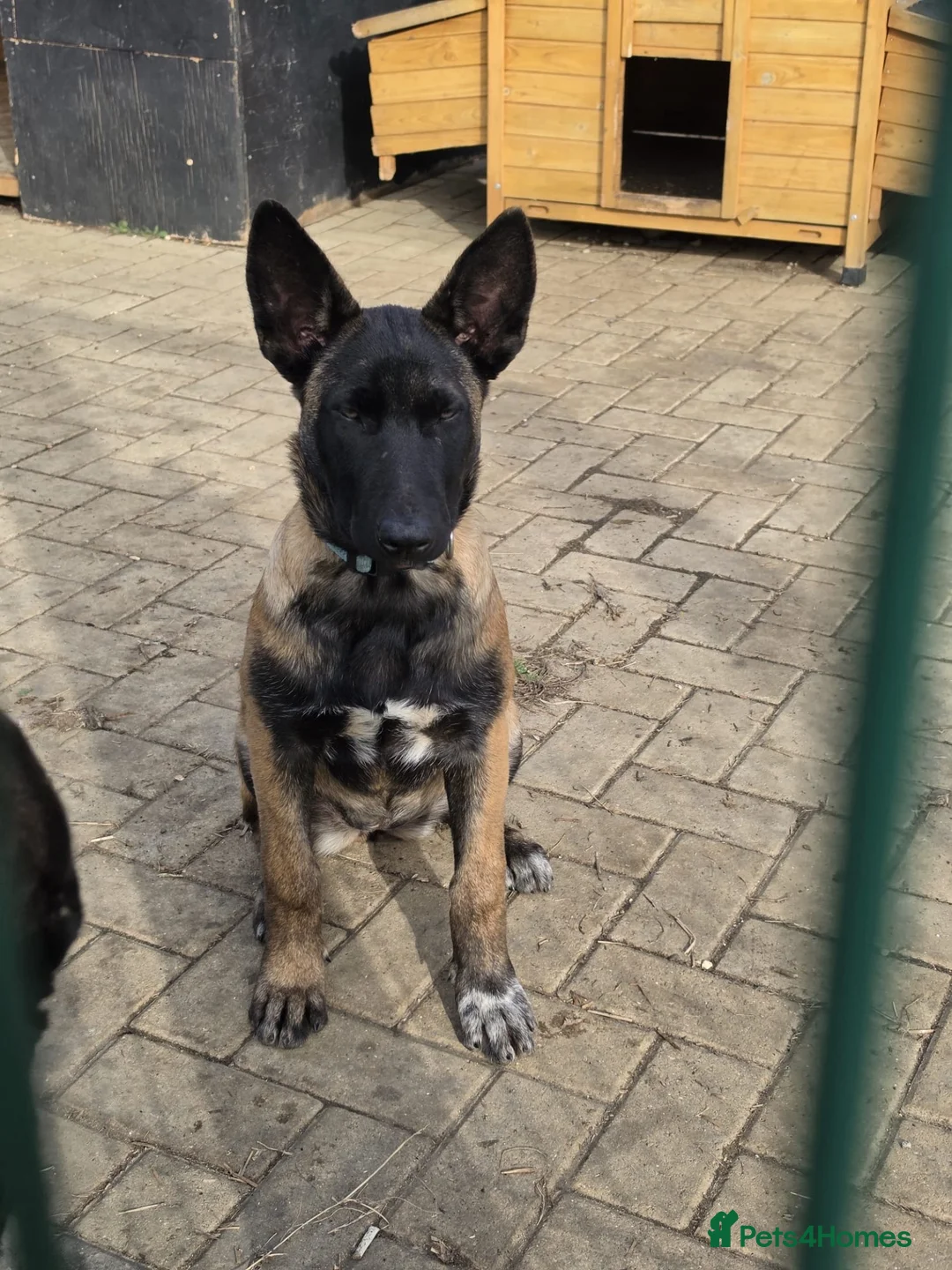 Belgian Shepherd Dog dogs for sale: Belgian shepards manolis  in Waltham Cross - Advert 2