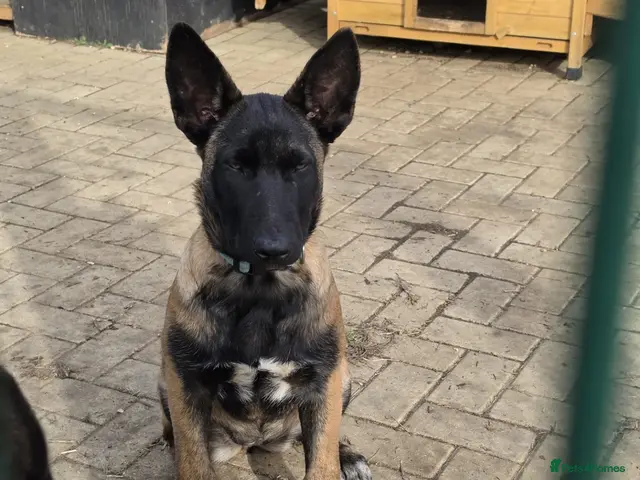 Belgian Shepherd Dog dogs for sale: Belgian shepards manolis - Advert 2