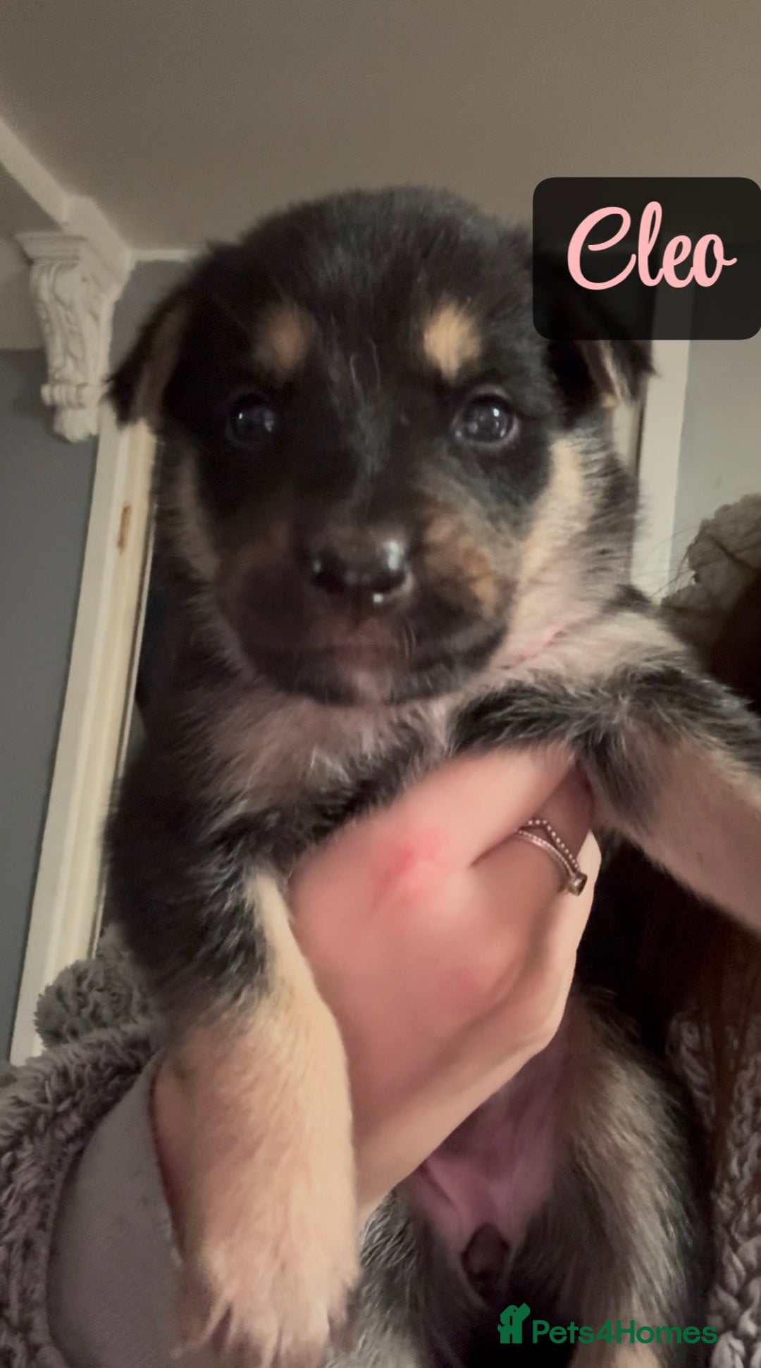 Shepsky dogs for sale: 9 beautiful Shepsky puppies in Doncaster - Advert 26