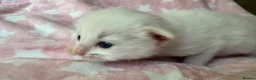 Ragdoll cats for sale: Stunning Ragdoll kittens Blue Colourpoint  - Advert 5