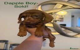Miniature Dachshund dogs for sale: Miniature Dachshund puppies for sale     - Image 9