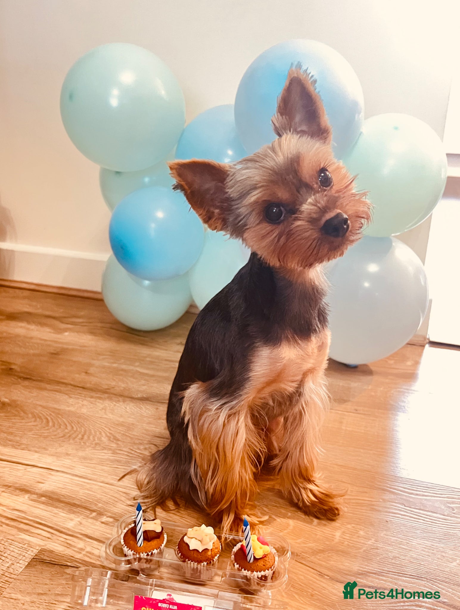 Yorkshire Terrier dogs Yorkshire Terrier Stud Available for Mating - Advert 1