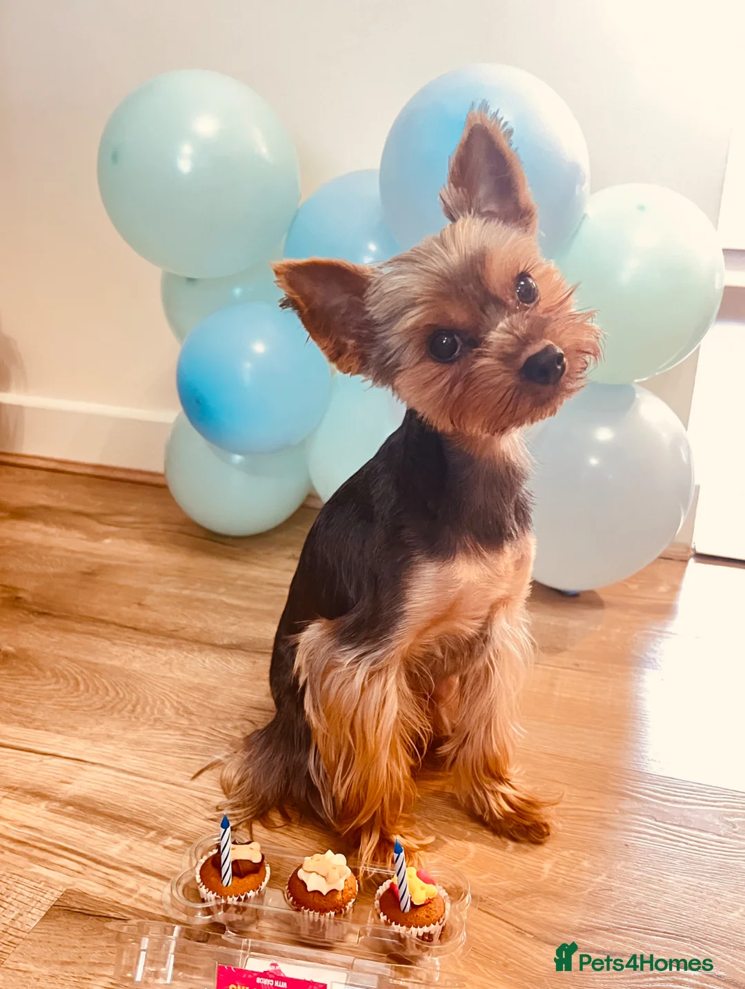 Yorkshire Terrier dogs for stud: Yorkshire Terrier Stud Available for Mating - Advert 1