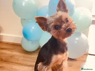 Yorkshire Terrier dogs Yorkshire Terrier Stud Available for Mating - Advert 1