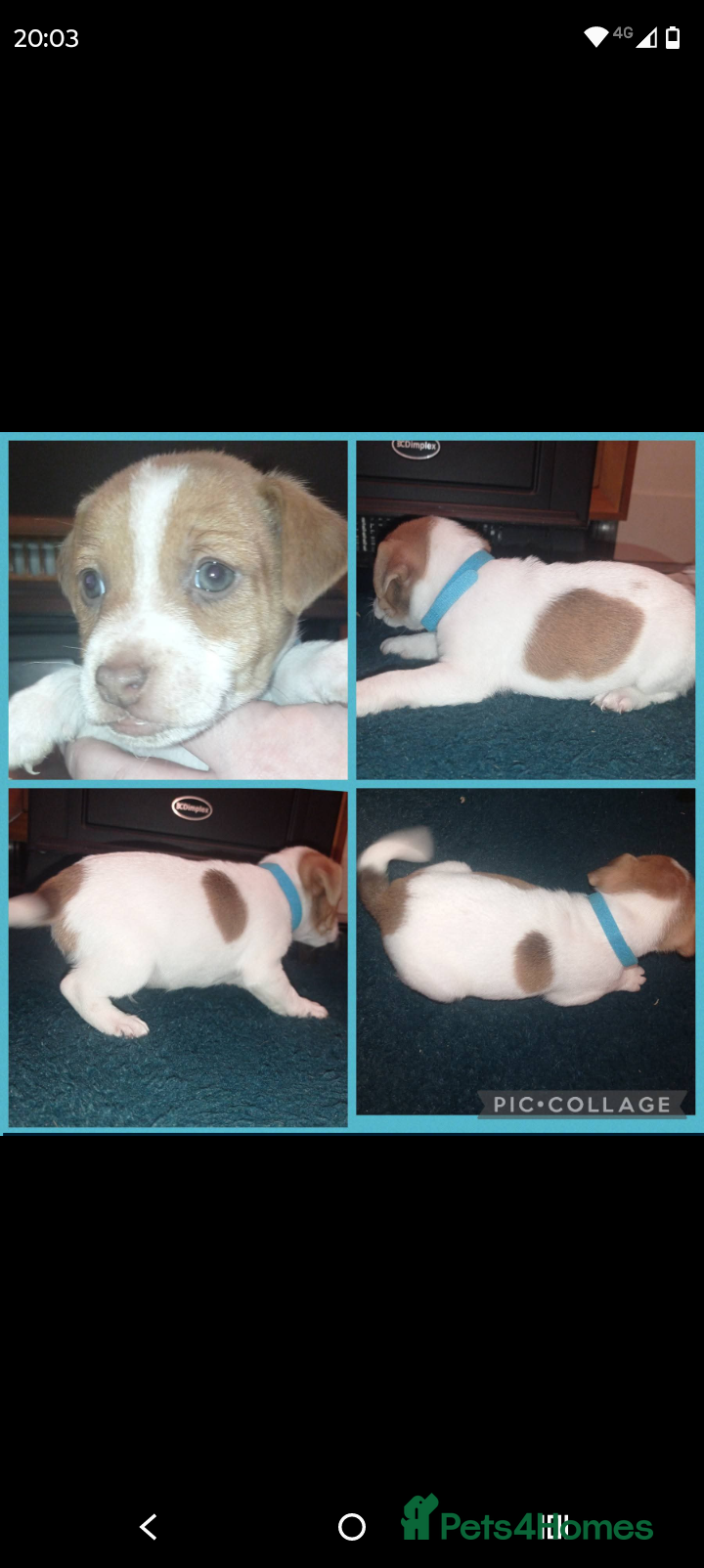 Jack Russell dogs Stunning jack russell puppies - Advert 11