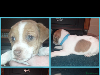 Jack Russell dogs Stunning jack russell puppies - Advert 11