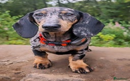 Dachshund dogs for sale: Black and tan silver dapple Daschund  - Image 5