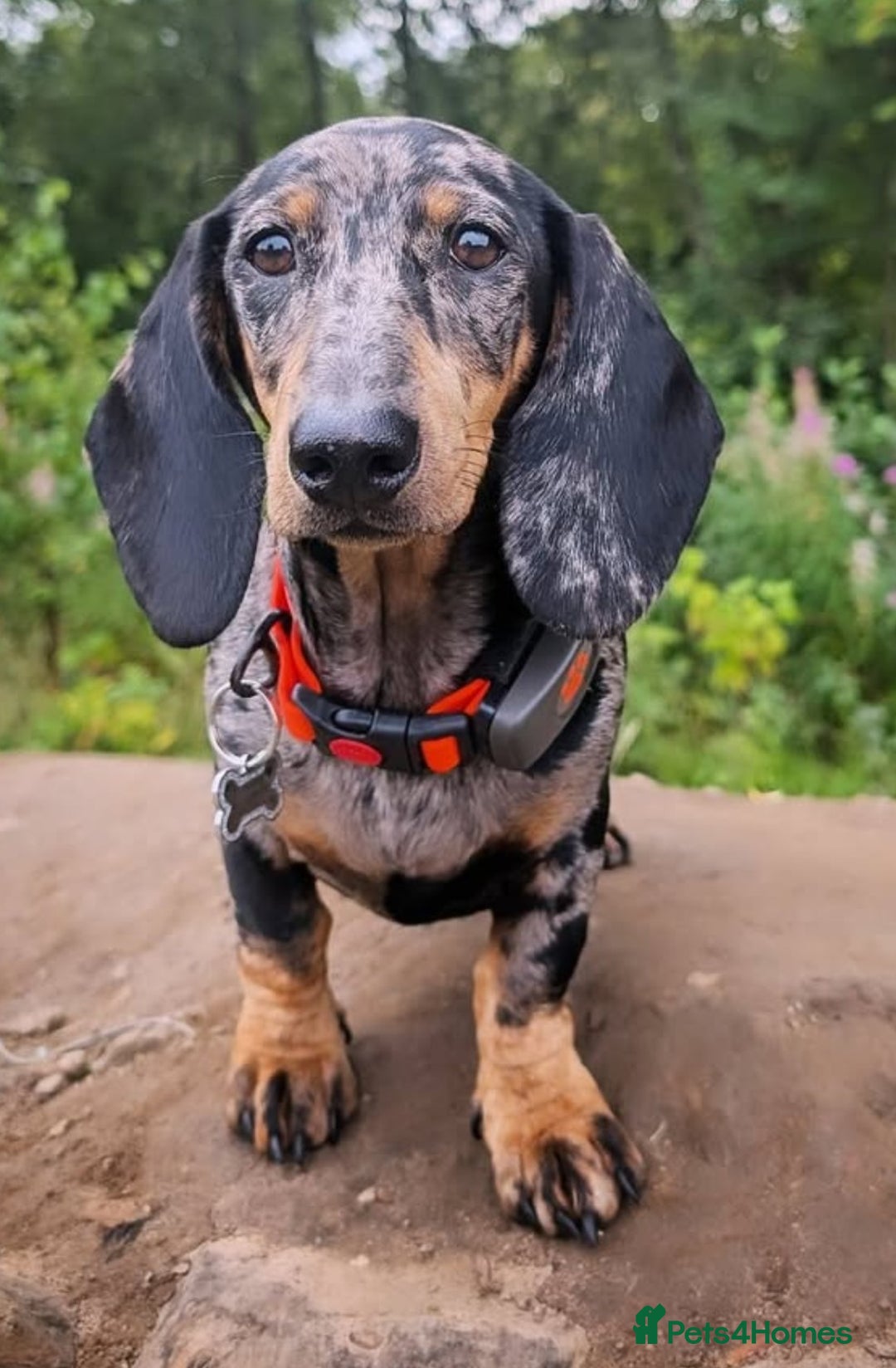 Dachshund dogs for sale: Black and tan silver dapple Daschund  - Image 5