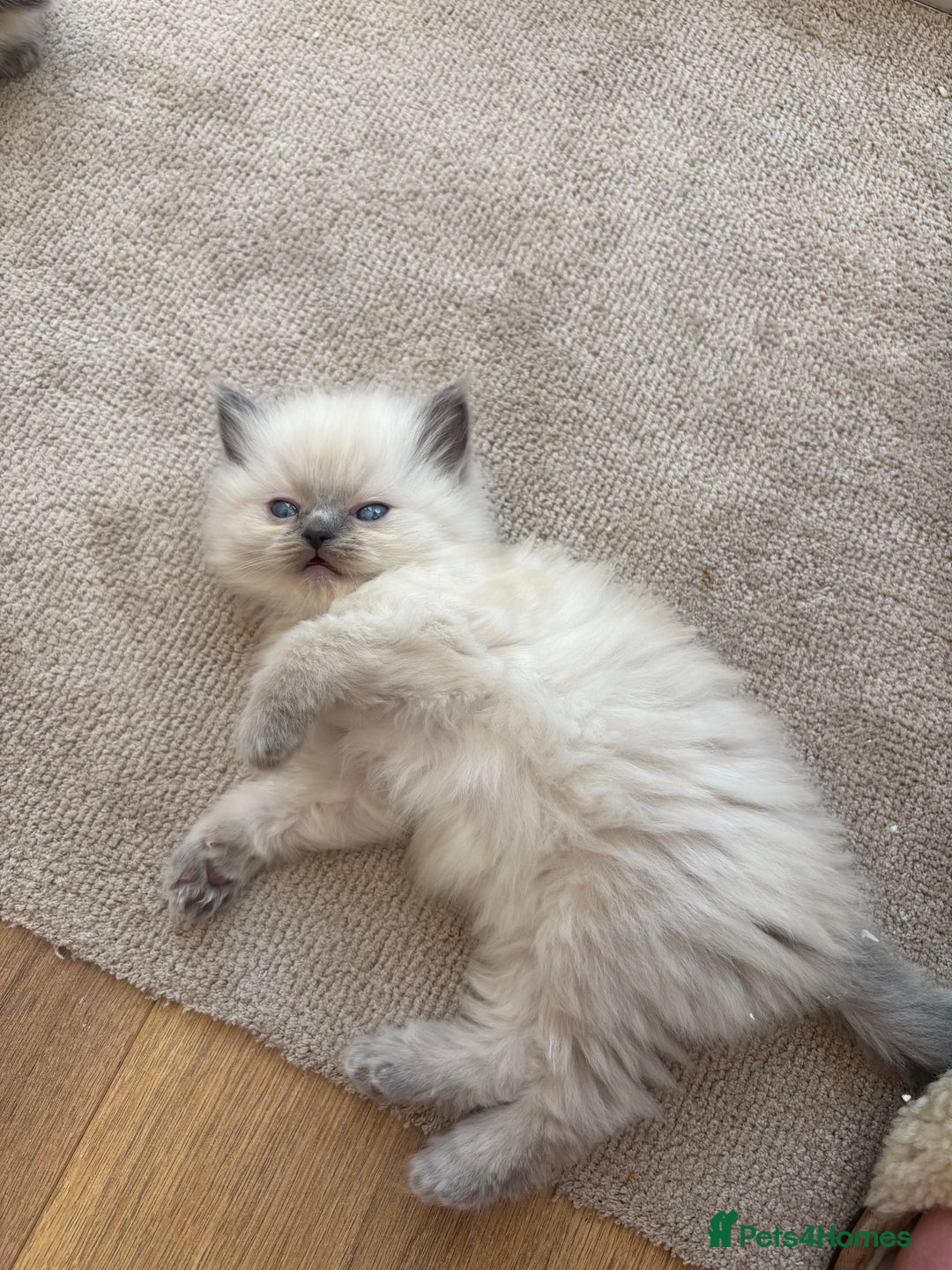 Ragdoll cats for sale: Beautiful ragdolls  - Image 11