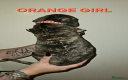 Bullmastiff dogs for sale: 11 Bullmastiff puppies for sale - Advert 24