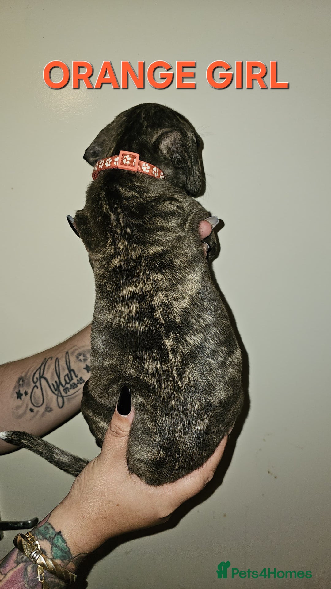 Bullmastiff dogs for sale: 11 Bullmastiff puppies for sale - Advert 24