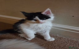 Maine Coon cats for sale: Variety of Maine coon kittens - Image 32
