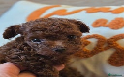 Toy Poodle dogs for sale: Full Asian girl - Image 9